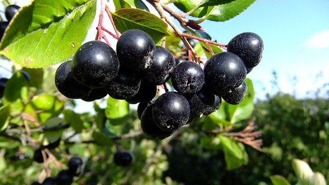 मुफ्त डाउनलोड प्रकृति चोकबेरी - जीआईएमपी ऑनलाइन छवि संपादक के साथ संपादित करने के लिए मुफ्त फोटो या तस्वीर