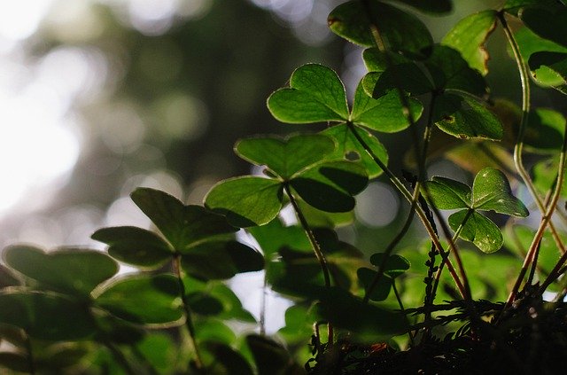 Free download Nature Clover Bokeh -  free photo or picture to be edited with GIMP online image editor