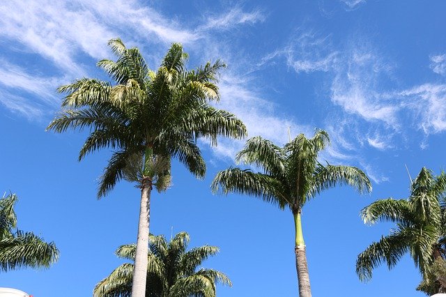 Free download Nature Coconut Tree Brazil -  free photo or picture to be edited with GIMP online image editor