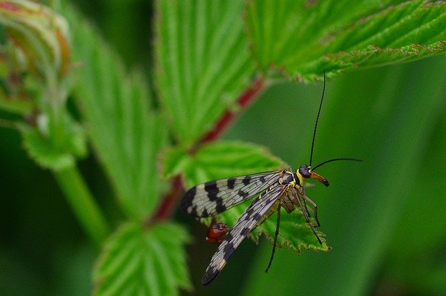 Descarga gratuita Nature Communis Male Close - foto o imagen gratuita para editar con el editor de imágenes en línea GIMP