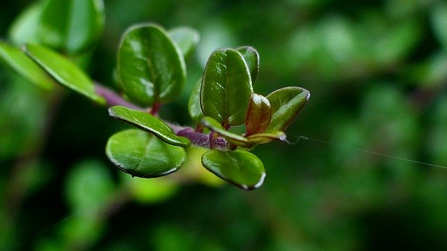 הורדה חינם Nature Conifer Forest - תמונה או תמונה בחינם לעריכה עם עורך התמונות המקוון GIMP