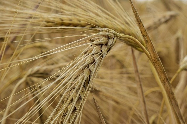 Download grátis Nature Cornfield Cereals - foto ou imagem gratuita a ser editada com o editor de imagens online do GIMP