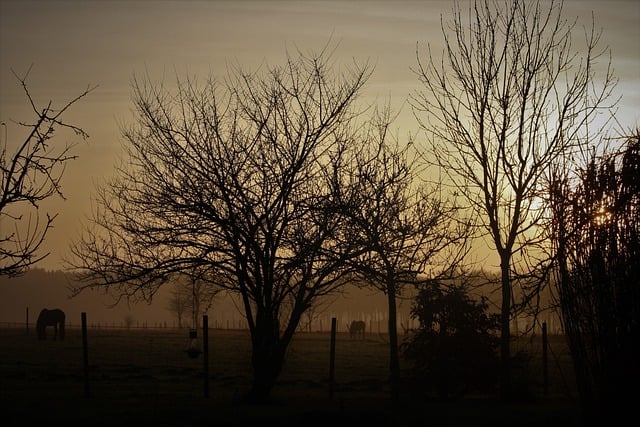 Free download nature dawn horse spring morning free picture to be edited with GIMP free online image editor