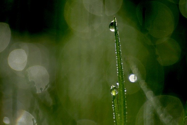 Free download Nature Dews Dewdrop -  free photo or picture to be edited with GIMP online image editor