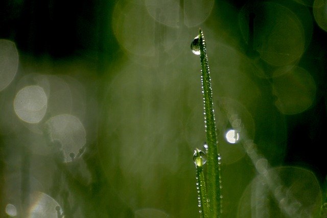 ดาวน์โหลดฟรี Nature Dews Dewdrop - ภาพถ่ายหรือรูปภาพฟรีที่จะแก้ไขด้วยโปรแกรมแก้ไขรูปภาพออนไลน์ GIMP