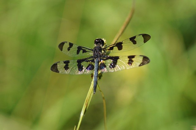 Kostenloser Download Nature Dragonfly Insect - kostenloses Foto oder Bild zur Bearbeitung mit GIMP Online-Bildbearbeitung