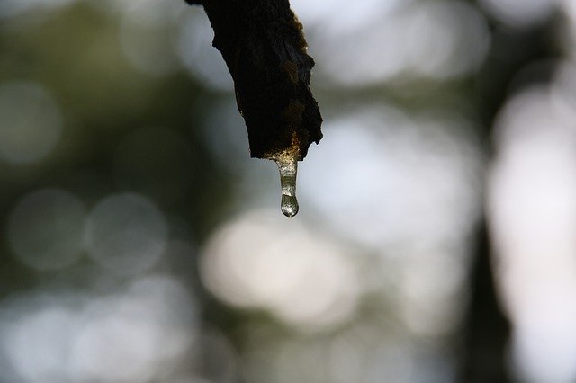 Téléchargement gratuit Nature Drop Sap - photo ou image gratuite à modifier avec l'éditeur d'images en ligne GIMP