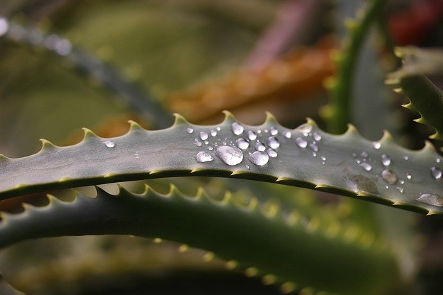 Free download Nature Drops Leaf -  free photo or picture to be edited with GIMP online image editor
