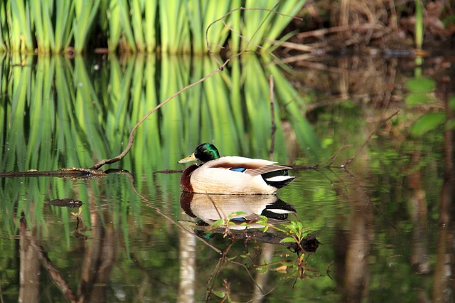 Free download nature duck bird animal water free picture to be edited with GIMP free online image editor