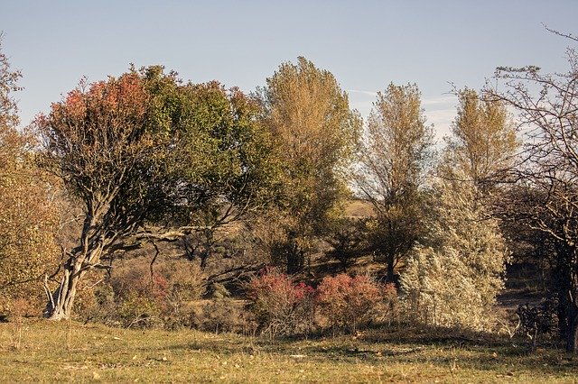 Gratis download Nature Dunes Autumn - gratis foto of afbeelding om te bewerken met de online GIMP-afbeeldingseditor