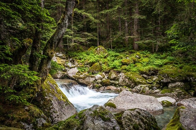 Muat turun percuma Nature Earth Day Green - foto atau gambar percuma untuk diedit dengan editor imej dalam talian GIMP