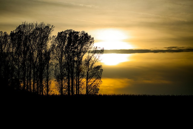 Téléchargement gratuit nature veille soleil coucher de soleil arbres chute image gratuite à éditer avec l'éditeur d'images en ligne gratuit GIMP