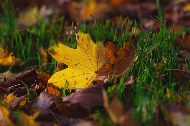 免费下载自然秋天树叶森林季节免费图片，使用 GIMP 免费在线图像编辑器进行编辑