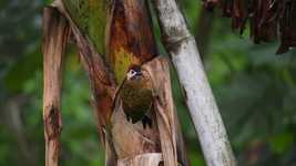 Free download Nature Fauna -  free video to be edited with OpenShot online video editor