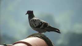 Free download Nature Fauna Ave -  free video to be edited with OpenShot online video editor