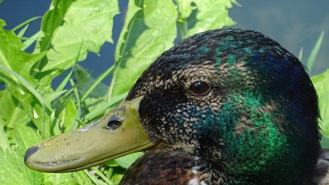 Download gratuito di Nature Fauna Duck: foto o immagini gratuite da modificare con l'editor di immagini online GIMP