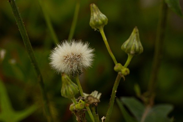 Téléchargement gratuit Nature Field Landscape - photo ou image gratuite à modifier avec l'éditeur d'images en ligne GIMP