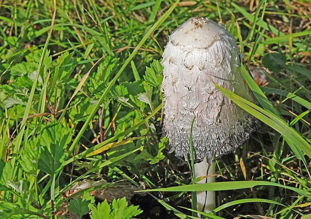 Free download nature flora mushrooms free picture to be edited with GIMP free online image editor