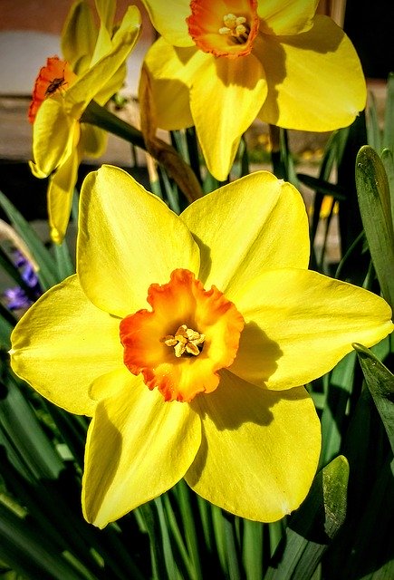Descărcare gratuită Nature Flower - fotografie sau imagini gratuite pentru a fi editate cu editorul de imagini online GIMP
