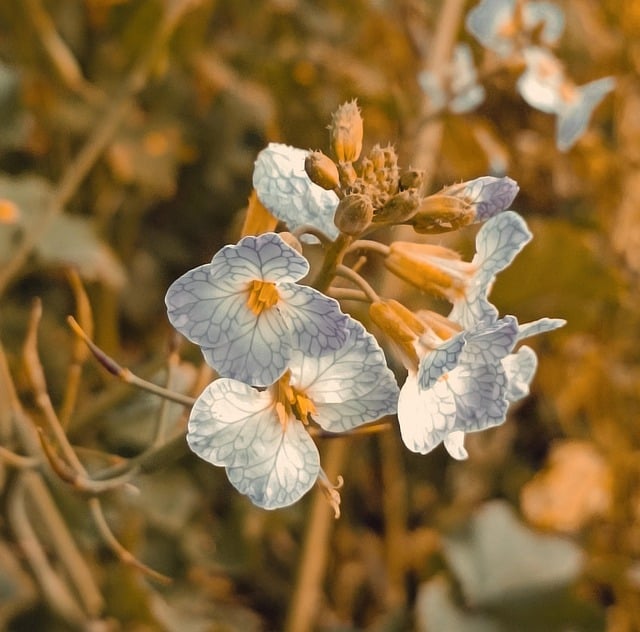 Free download nature flower background field free picture to be edited with GIMP free online image editor