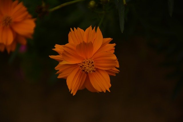 Téléchargement gratuit Nature Flower Bloosm - photo ou image gratuite à éditer avec l'éditeur d'images en ligne GIMP