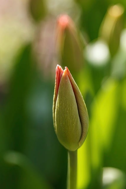 Free download nature flower blossom bloom tulip free picture to be edited with GIMP free online image editor