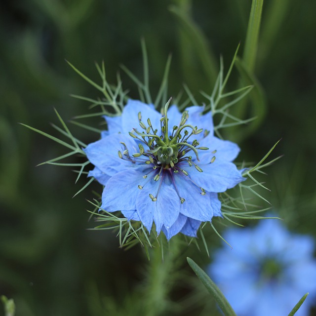 Free download nature flower botany bloom blossom free picture to be edited with GIMP free online image editor
