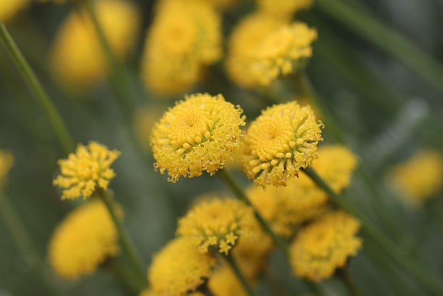 Laden Sie das Bild „Naturblume ewig“ kostenlos herunter und bearbeiten Sie es mit dem kostenlosen Online-Bildeditor GIMP