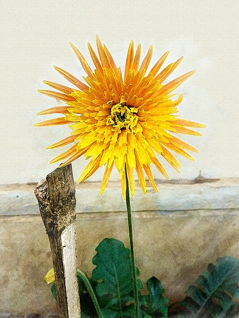 הורדה חינם Nature Flower Flora - תמונה או תמונה בחינם לעריכה עם עורך התמונות המקוון GIMP
