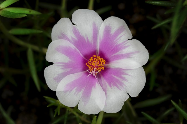 Free download nature flower flora garden summer free picture to be edited with GIMP free online image editor