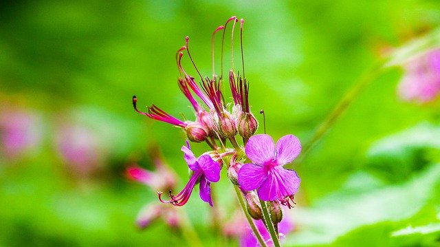 Tải xuống miễn phí Nature Flower Green - ảnh hoặc ảnh miễn phí được chỉnh sửa bằng trình chỉnh sửa ảnh trực tuyến GIMP