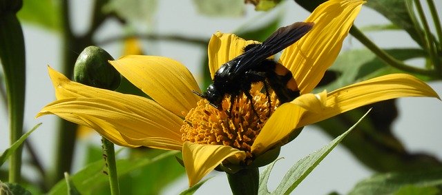 Free download Nature Flower Insect -  free photo or picture to be edited with GIMP online image editor