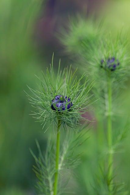 Free download nature flower nigella blossom free picture to be edited with GIMP free online image editor