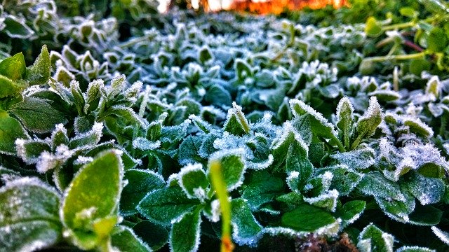 Скачать бесплатно Nature Flower Peace - бесплатное фото или изображение для редактирования с помощью онлайн-редактора изображений GIMP