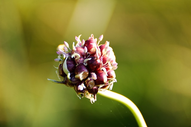 Free download nature flower plant seeds botany free picture to be edited with GIMP free online image editor