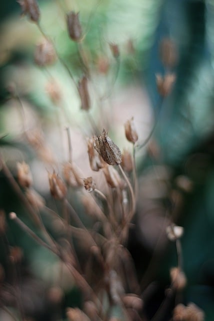 Unduh gratis tanaman bunga alam flora mekar gambar gratis untuk diedit dengan editor gambar online gratis GIMP