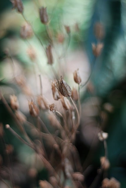 Bezpłatne pobieranie natury kwiat rośliny flora kwitną darmowe zdjęcie do edycji za pomocą bezpłatnego edytora obrazów online GIMP