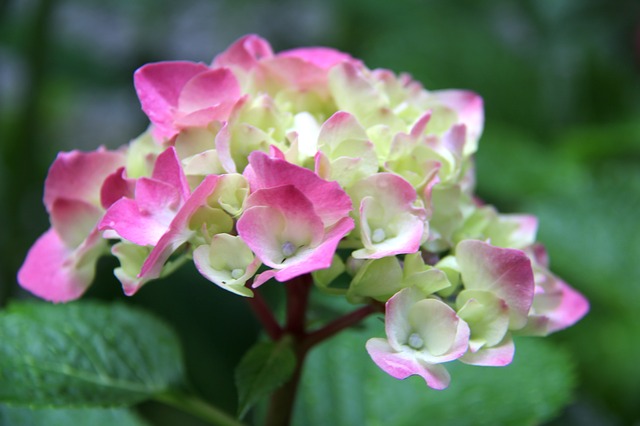 Free download nature flower plant summer garden free picture to be edited with GIMP free online image editor