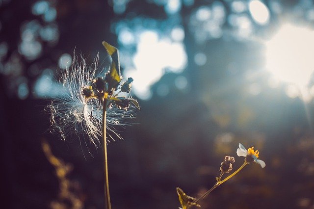 Muat turun percuma Nature Flower Pretty - foto atau gambar percuma untuk diedit dengan editor imej dalam talian GIMP