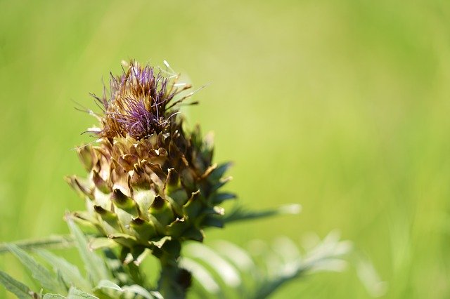 Bezpłatne pobieranie Nature Flower Rambleta Parque De - bezpłatne zdjęcie lub obraz do edycji za pomocą internetowego edytora obrazów GIMP