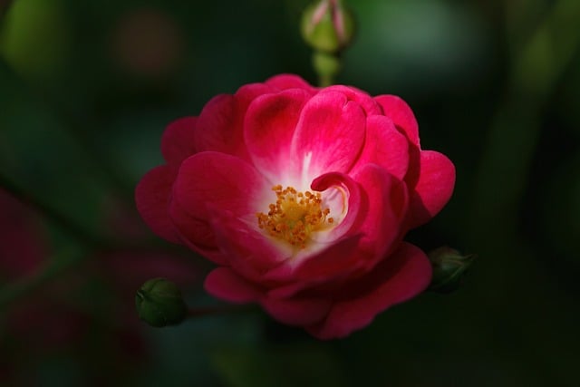 Free download nature flower rose blossom bloom free picture to be edited with GIMP free online image editor