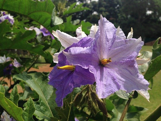 Libreng download Nature Flowers Beauty - libreng larawan o larawan na ie-edit gamit ang GIMP online na editor ng imahe