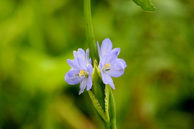 Unduh gratis Nature Flowers Blossom - foto atau gambar gratis untuk diedit dengan editor gambar online GIMP