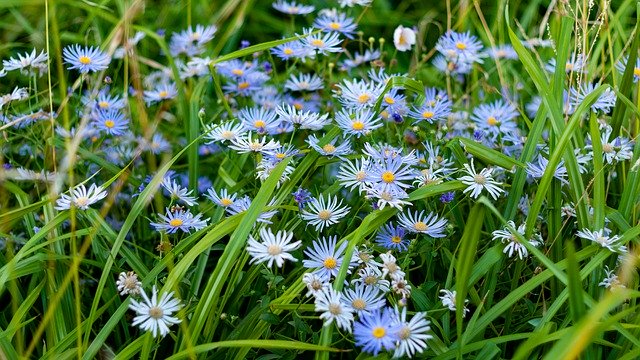 Gratis download Nature Flowers Blue - gratis foto of afbeelding om te bewerken met GIMP online afbeeldingseditor
