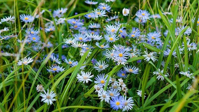 Free download Nature Flowers Blue -  free photo or picture to be edited with GIMP online image editor