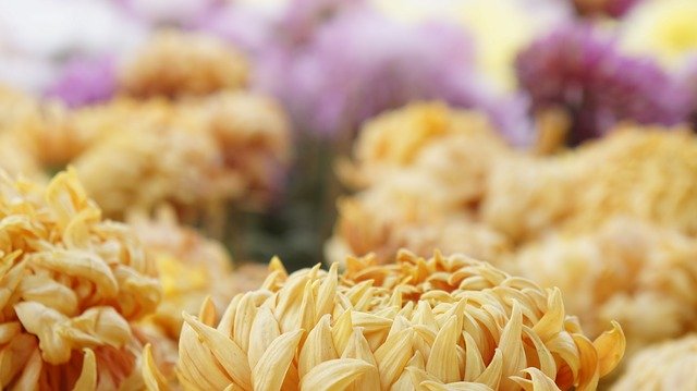 Kostenloser Download von Nature Flowers Blurriness – kostenloses Foto oder Bild zur Bearbeitung mit dem Online-Bildeditor GIMP