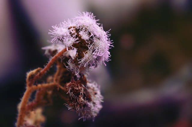 Bezpłatne pobieranie Nature Flowers Bouquet - darmowe zdjęcie lub obraz do edycji za pomocą internetowego edytora obrazów GIMP