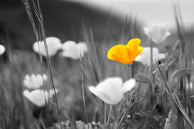 Скачать бесплатно Nature Flowers Field - бесплатное фото или изображение для редактирования с помощью онлайн-редактора GIMP