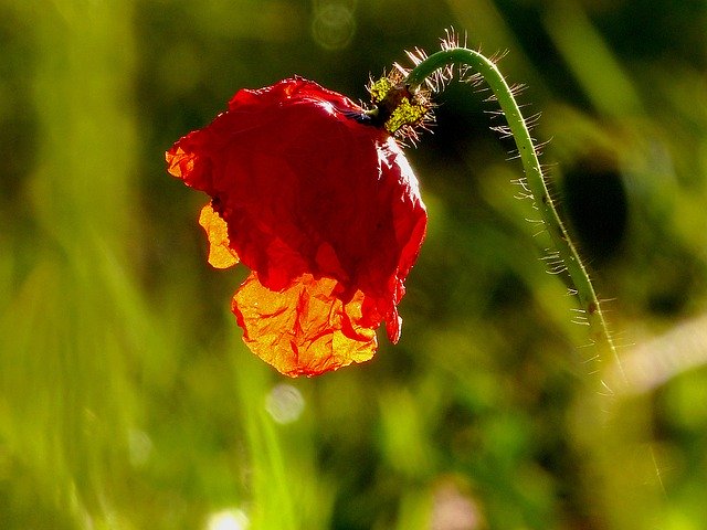 Descarga gratuita Nature Flowers Garden - foto o imagen gratuita para editar con el editor de imágenes en línea GIMP