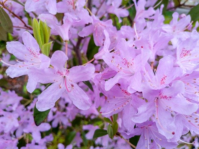 הורדה חינם Nature Flowers Head - תמונה או תמונה בחינם לעריכה עם עורך התמונות המקוון GIMP